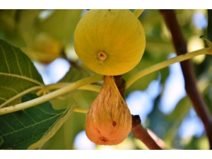 İncirde File Sistemi İle Yüksek Kalite Hedefi