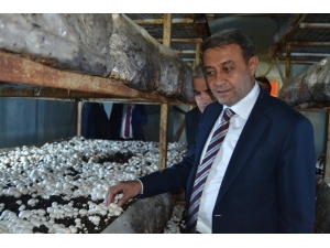 Vali Şıldak: “Altınyayla’da Günde 20 Tom Mantar Yetiştiriliyor”