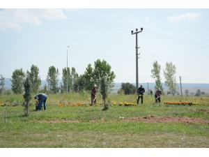 Dinar’da Orta Refüjler Ve Döner Kavşaklara Düzenleme Ve Bakım Yapıldı