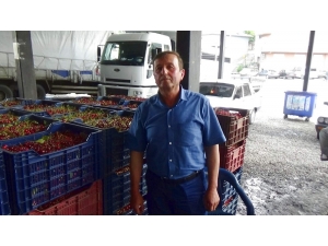 Kiraz Ve Vişnede Hayal Kırıklığı