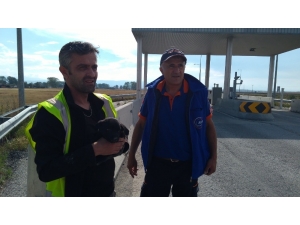 Beton Bariyerlere Sıkışan Yavru Köpekleri Afad Kurtardı