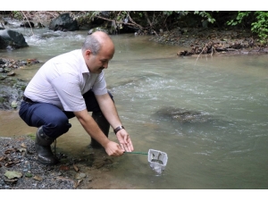 Nesli Tükenmekte Olan 7 Bin 500 Kırmızı Benekli Alabalık Akçay Deresi’ne Bırakıldı