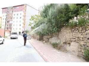 Niğde Belediyesi Sarıkız Örümcek İlaçlaması Yapıyor