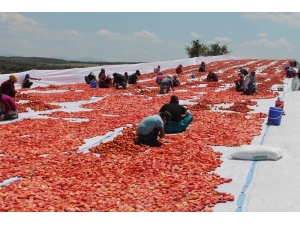 Manisa’nın Kurutulmuş Domatesleri Dünya Pazarında