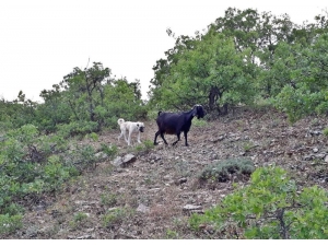 Yavru Kangal, Kaybolan Keçileri Bulup Sahibine Teslim Etti
