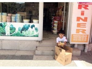 Ayağı Kırılan Yavru Ördeği Görünce Gözyaşlarına Boğuldu