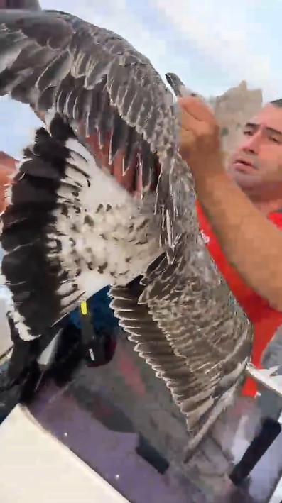 alanya-da-ayaklarina-misina-dolanan-martiyi-amator-balikcilar-kurtardi