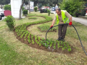 İlkadım’da 120 Parkta 30 Bin Mevsimlik Çiçek Dikildi