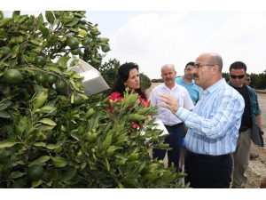 Vali Demirtaş: "Akdeniz Meyve Sineğine Karşı Tüm Tedbirleri Aldık"