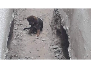 Çenesi Kırılan Yavru Köpek İçin Seferberlik