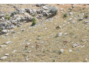 100 Yıl Aradan Sonra İlk Kez Görüldüler