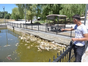 Kahramanmaraş’ta Gölette Yaşayan Balıklar Telef Olmaya Başladı