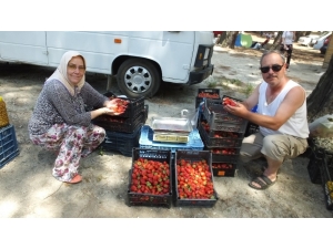 Kazdağı Çileği Üreticileri Sevindirdi
