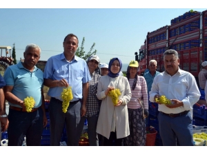 Buldan’da Sezonun İlk Üzüm Hasadı