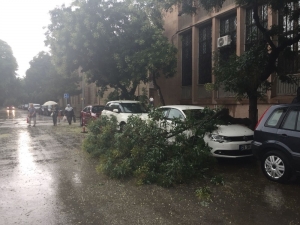 Eskişehir’deki Fırtına Ağaçları Devirdi, Araçlara Zarar Verdi