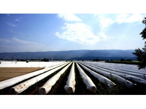 Sarıgöl’de Üzüm Bağları Örtü Altına Alınmaya Devam Ediyor