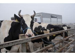Edirne’de Kurbanlık Fiyatları Belirlendi