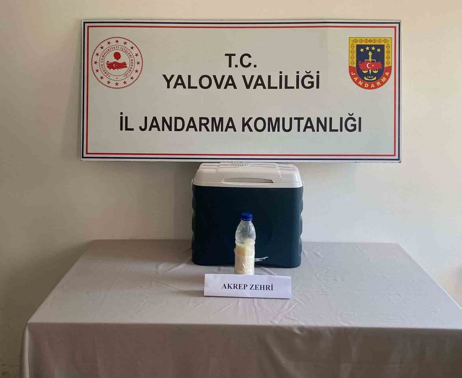5-milyon-dolarlik-akrep-zehri-yalova-da-yakalandi