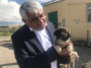 Kars Belediyesi Modern Hayvan Kliniği Yapacak