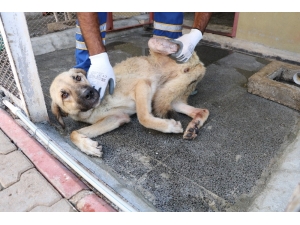 Ampute Köpekler Bu Merkezde Hayata Bağlanıyor