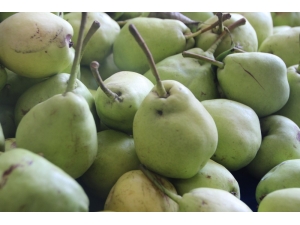 Yerli Tatlı Armut Tezgahlarda