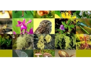 Biyokaçakçılık Eko-sistemi Bozuyor