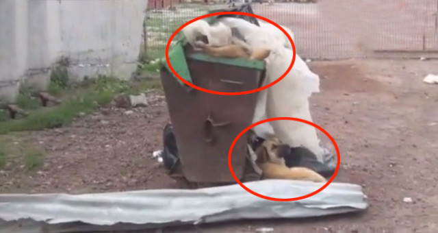 Kars'ta Bir Barınakta, Köpekler Açlıktan Birbirini Öldürüp Yemeye Başladı