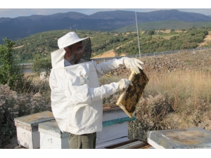 Akdağ Balı, Anzer Balına Rakip