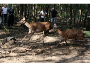 Ormanya Ailesine 5 Kızıl Geyik Katıldı