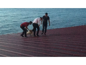 50 Metrelik Çatıda Düşme Tehlikesi Geçiren Köpeği Vatandaşlar Kurtardı