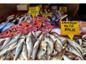 Sezonun İlk Olta Balıkları Geldi