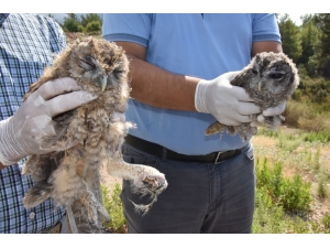 Tedavileri Tamamlanan 2 Baykuş Doğaya Salındı