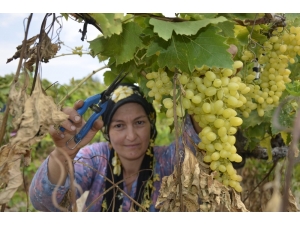 Çekirdeksiz Üzümün Türkiye’deki İlk Hasadı Buldan’da Başladı