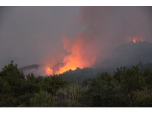 Günde Ortalama 11 Orman Yangını Çıkıyor