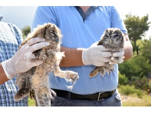Alanya’da Tedavileri Tamamlanan Baykuşlar Doğaya Salındı