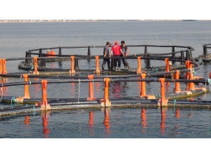 Mersin Kent Konseyi’nden Balık Çiftlikleri Tepkisi