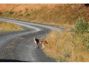 Nesli Tükenmek Üzere Olan Vaşak Tunceli’de Görüntülendi