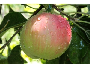 Kaybolmaya Yüz Tutmuş Meyveler Koruma Altına Alındı