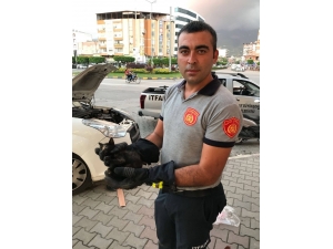 Aracın Motor Bölümünde Sıkışan Kediyi İtfaiye Kurtardı