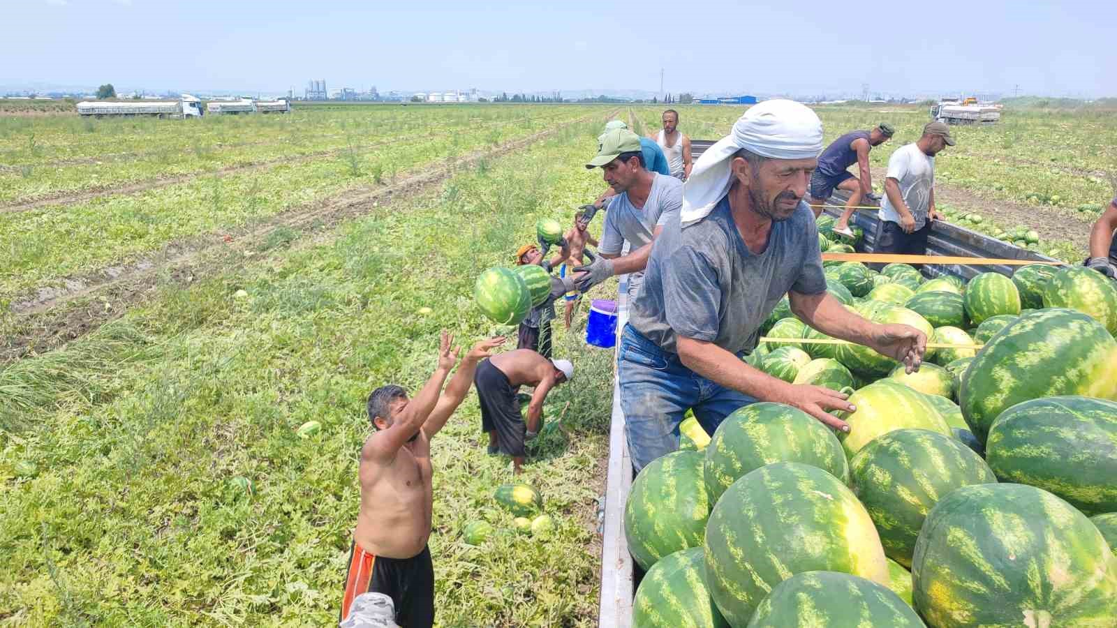 40-derece-sicakta-karpuz-iscilerinin-ekmek-mucadelesi