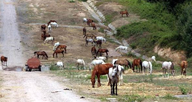 Büyükada'daki Faytonlarda Kullanılmak Üzere Getirilen Atlar Geri Gönderiliyor