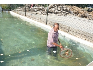 Oksijensiz Kalan Balıklara Yeni Yuva
