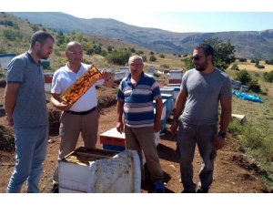 Samsunlu Arıcılar Yaylalara Çıktı