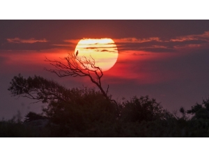 Longozdaki Sonbahar Göçü Fotoğraflara Böyle Yansıdı