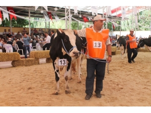 Çiğ İnek Sütüne Zam