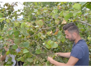Ordu’da Fındık Hasadı Başladı
