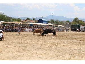 Muğla’da Boğalar Kıran Kırana Güreşti