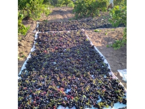 ‘Horoz Karası’ Cinsi Üzüm Kurutulmaya Başlandı