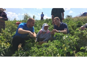 Balıkesir’de Çiftçi Sayısı Azalıyor