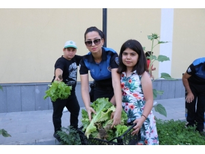 Teknolojiden Uzaklaştılar, Kendi Sebzelerini Yetiştirdiler
